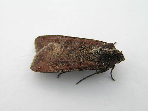 Peridroma saucia